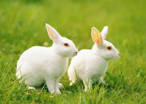 属兔人永远最旺的颜色 属兔人终身幸运颜色