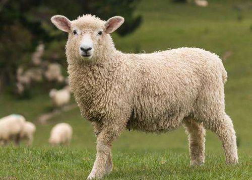 属羊是哪年出生的 属羊的年份对照表