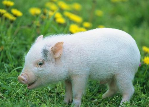 属猪是哪年出生的 属猪的年份对照表