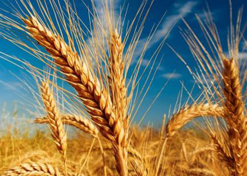 梦见小麦、麦穗是什么预兆 梦到小麦、麦穗是什么意思