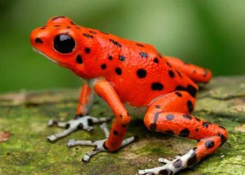 梦见红色的青蛙意味着什么 梦到红色的青蛙是什么意思
