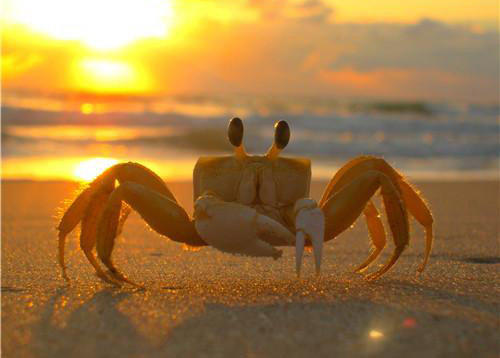 梦见捉螃蟹意味着什么 梦到捉螃蟹是什么意思