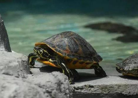 梦见捉龟代表什么意思 做梦梦到捉龟是怎么回事