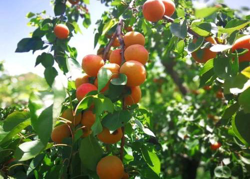 梦见摘杏子吃是什么预兆 梦到摘杏子吃是什么意思