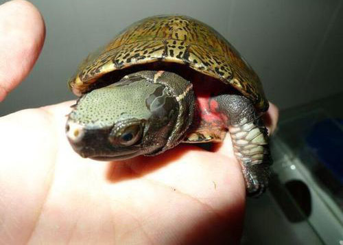 龟眼的面相图解 龟眼的人性格命运