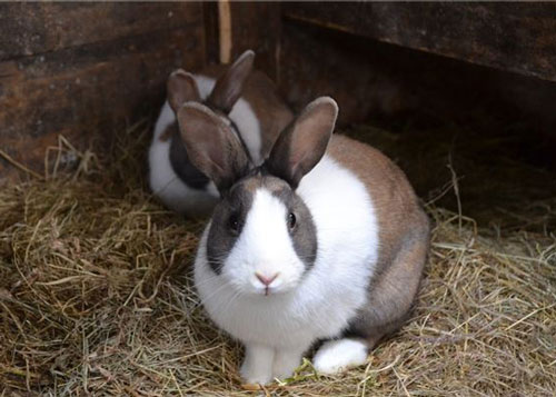 属兔的过了34岁就顺了 34岁后属兔人的运势