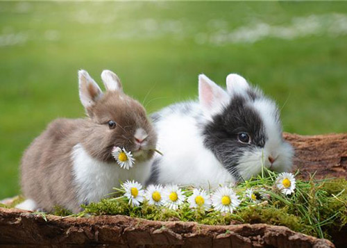 兔的死对头是什么是生肖 兔和什么属相不合