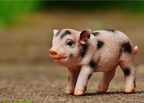 属猪的2023年多大了 2023年属猪人的全年运势如何