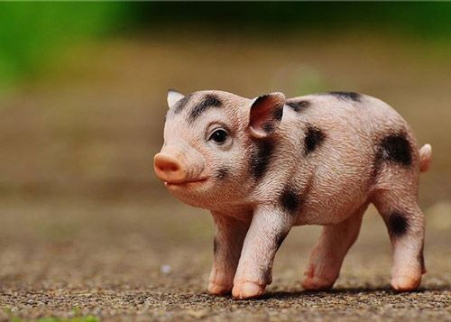 属猪的2023年多大了 2023年属猪人的全年运势如何