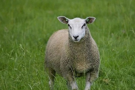 属羊的今年几岁了 2023年属羊人年龄对照表