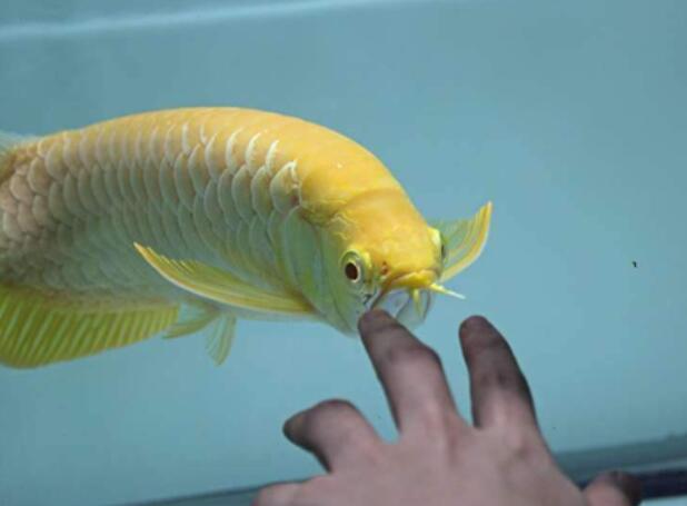梦见鱼咬手有什么暗示？