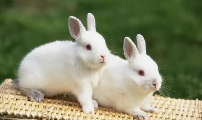 属兔子几月出生的好  几月出生兔子命最好