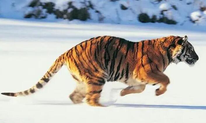 梦见自己被老虎追逐是什么意思  梦见自己被老虎追逐有什么征兆