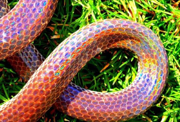 梦见彩色的蛇有什么征兆  梦见彩色的蛇是什么意思