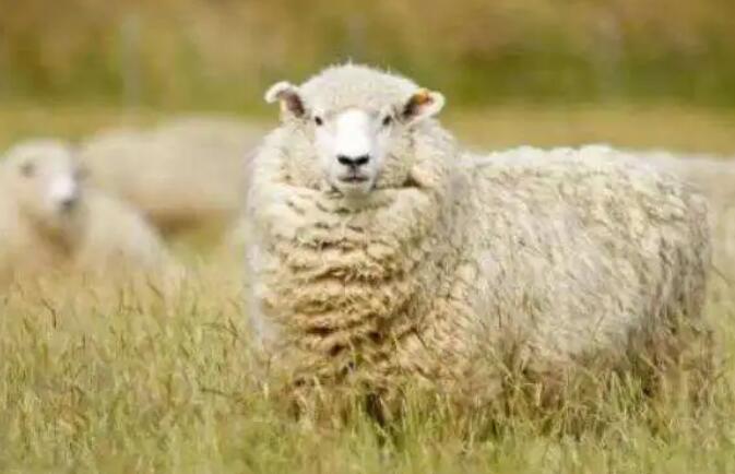 属羊的人性格如何  属羊的人性格和特点怎么样
