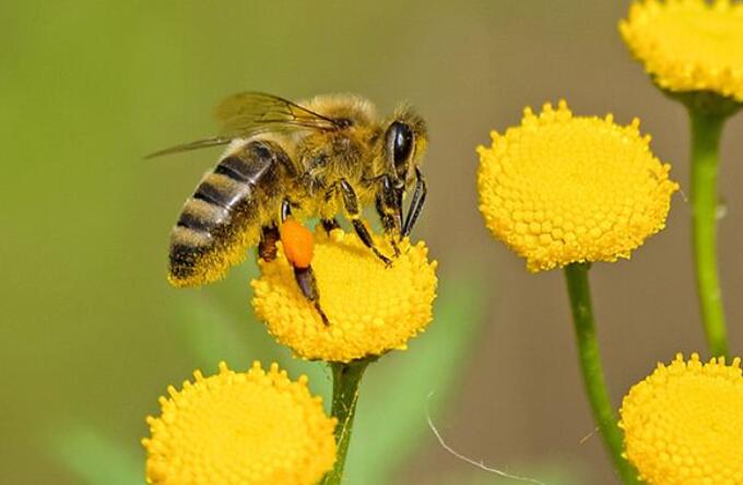 梦见蜜蜂是什么意思  梦见蜜蜂有什么预兆