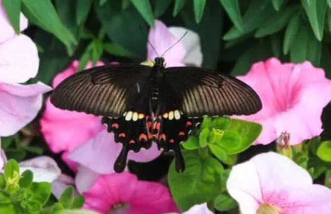 梦见黑蝴蝶是什么意思  梦见黑蝴蝶有什么预兆