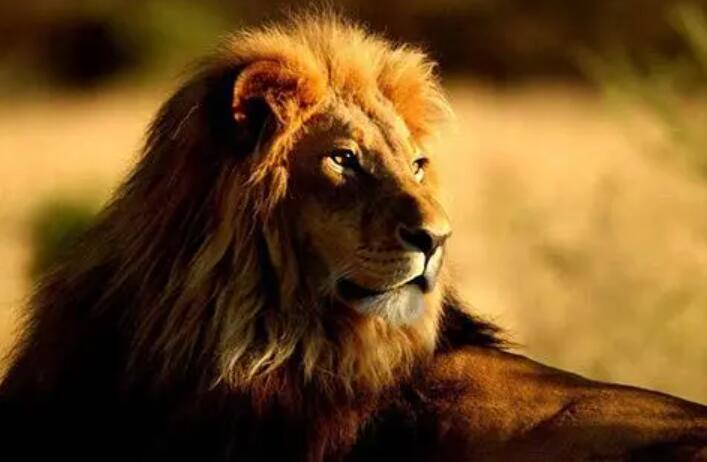 梦见狮子进家里是什么意思  梦见狮子进家里有什么预兆