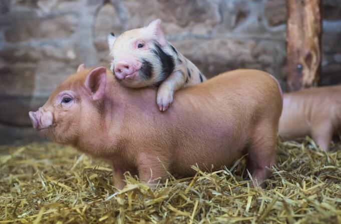 属猪的是哪一年出生的 属猪的是哪一年生人