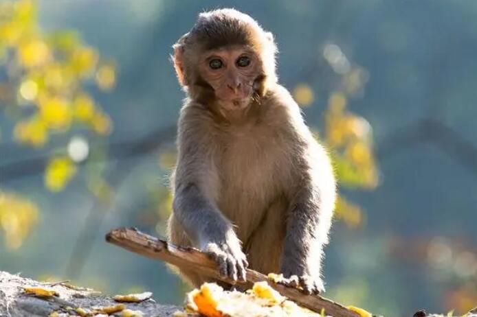 属猴人取名最旺的字是什么  属猴人取名最佳用字