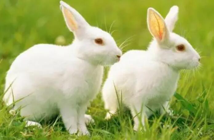 2024年属兔人的运势  2024年属兔人的运势及运程