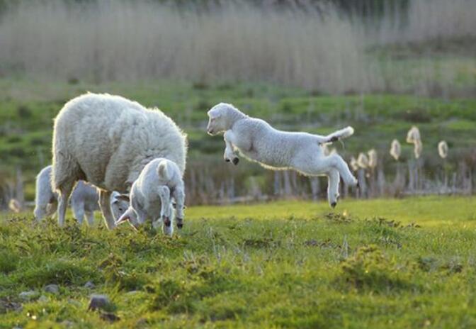 梦见羊吃草是什么意思  梦见羊吃草有什么预兆