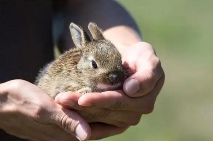 梦见抓兔子是什么意思  梦见抓兔子有什么预兆