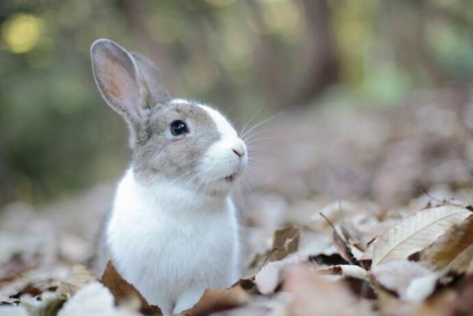 属兔的犯月是哪几个月  属兔人犯月怎么化解
