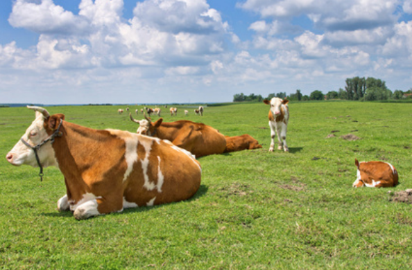 属牛与属牛的关系 属牛与属牛的有什么特点