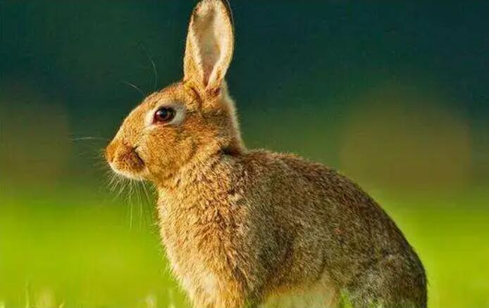 属兔和什么属相相克  和属兔相克的生肖有哪些