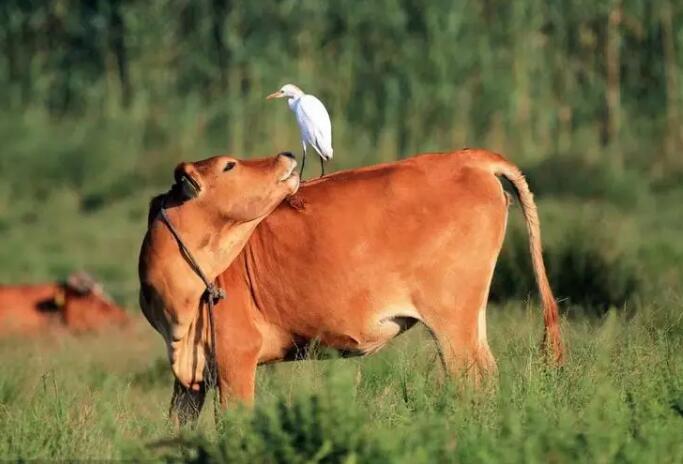 属牛的和什么属相最配  和属牛的最相配的生肖有哪些
