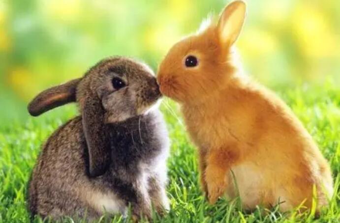 属兔的和什么属相最配  和属兔最相配的生肖有哪些