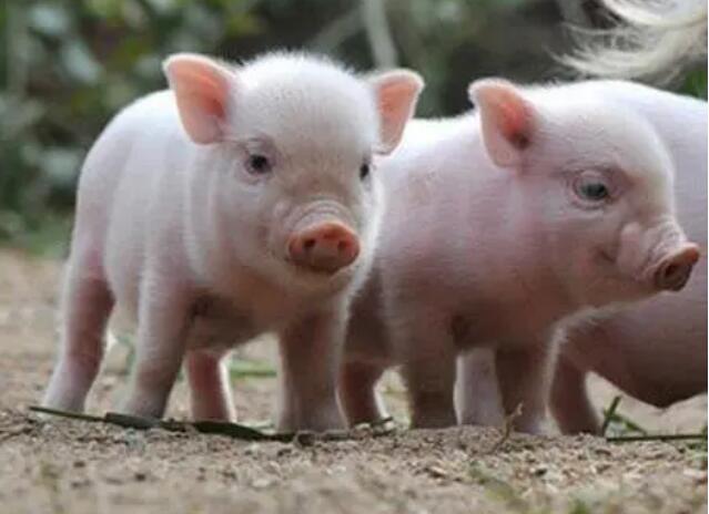 2024猪的全年运势如何  2024年属猪人的全年运势及运程  