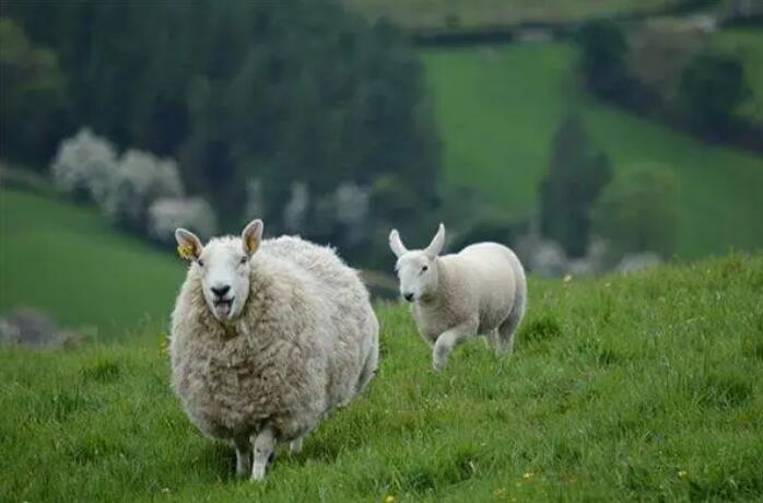 属羊上半年出生好吗  女属羊是几月份旺夫