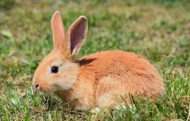 属兔人一生最克3个人  与属兔的人相克的生肖是什么