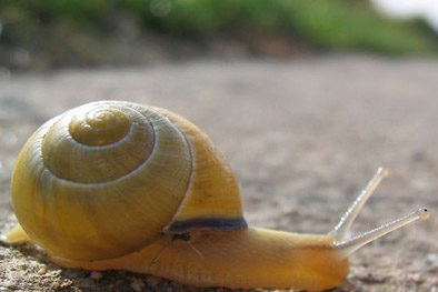 梦见蜗牛是什么预兆 梦到蜗牛是什么意思