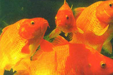 梦见红鲤鱼意味着什么 梦到红鲤鱼是什么意思