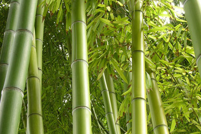 梦见竹子是什么意思 做梦梦到竹子好不好