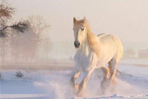 梦见马、马匹是什么意思 做梦梦到马、马匹好不好