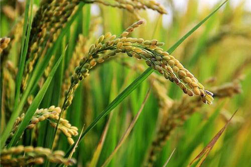 梦见禾米、稻麦代表什么意思 做梦梦到禾米、稻麦是怎么回事