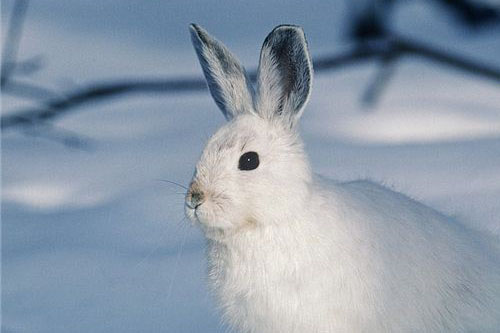 梦见白兔好不好 做梦梦到白兔是什么意思