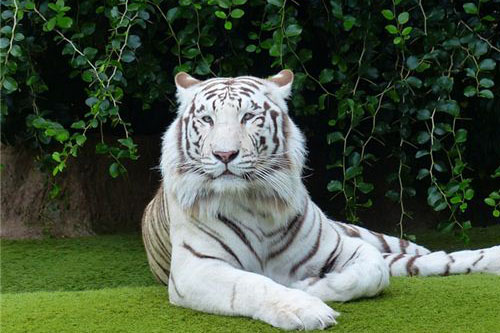 梦见白虎意味着什么 梦到白虎是什么意思
