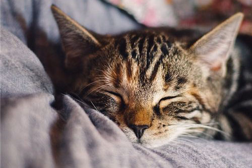梦见小猫是什么意思 做梦梦到小猫好不好