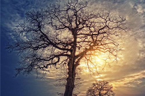 梦见树枝是什么预兆 梦到树枝是什么意思