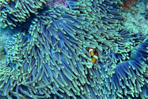 梦见珊瑚意味着什么 梦到珊瑚是什么意思