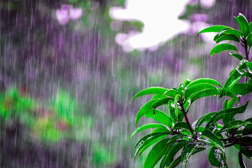 梦见雨水意味着什么 梦到雨水是什么意思