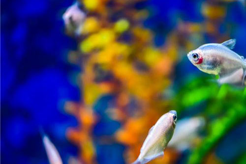 梦见好多小鱼代表什么意思 做梦梦到好多小鱼是怎么回事