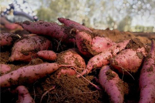 梦见挖红薯是什么意思 做梦梦到挖红薯好不好