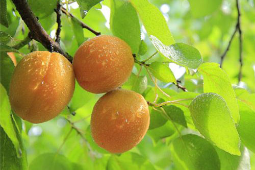 梦见吃杏是什么预兆 梦到吃杏是什么意思