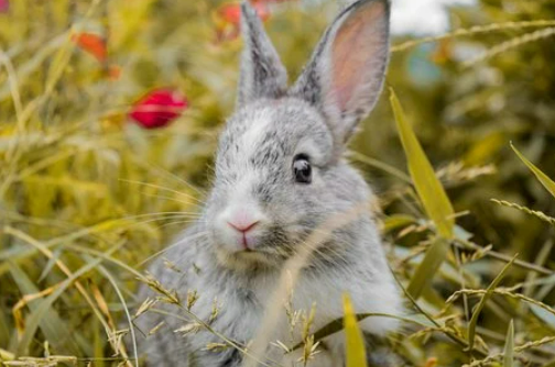 99年兔的正缘桃花是谁 属兔人感情运势如何